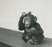 A young chimpanzee playing with a brush Photograph by Frederick William Bond