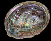 Abalone Photograph by Kathi Mirto