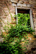 Abandoned Window Photograph by Denise Harty Abandoned Window Photograph by Denise Harty