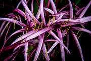 Abstract Nature Digital Art by John Haldane