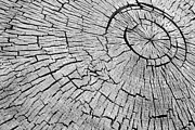 Abstract Tree Cut Photograph by James BO Insogna