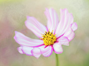 Abundance. Photograph by Usha Peddamatham