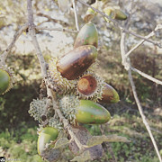 Acorns Photograph by Miguel Angel