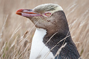 Adult Yellow-eyed Penguin 3 Photograph by Werner Padarin