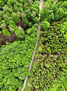 Aerial view green trees in German forest Photograph by Matthias Hauser Aerial view green trees in German forest Photograph by Matthias Hauser
