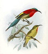 Aethopyga siparaja seheriae Drawing by John Gerrard Keulemans