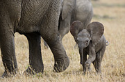 African Elephant Mother And Under 3 Photograph by Suzi Eszterhas African Elephant Mother And Under 3 Photograph by Suzi Eszterhas