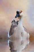 Africa Goose Photograph by Robin-Lee Vieira