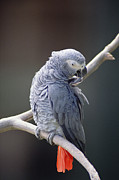 African Grey Parrot Psittacus Erithacus Photograph by Gerry Ellis African Grey Parrot Psittacus Erithacus Photograph by Gerry Ellis