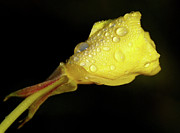 After The Rain Photograph by Linda Shafer