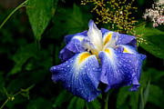 After the Rains Photograph by Mike Smale
