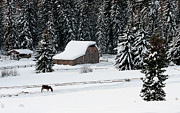 After the Snow Photograph by Ronnie And Frances Howard