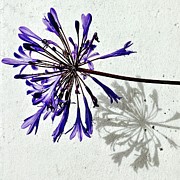 Agapanthus Photograph by Julie Gebhardt