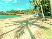 Airlie Palms Photograph by Az Jackson