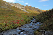 Alaska Fireweed and Willow Creek Along Hatcher Pass Road Photograph by Steve Wolfe