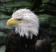 Alaskan Bald Blind Eagle Photograph by Quwatha Valentine