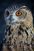 Alert Photograph by Steve Parr