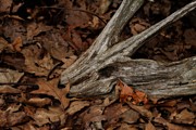 Alien Face Driftwood Photograph by Scott Hovind