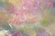 All Kinds Of Roses Photograph by Diane Macdonald