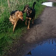 All Play And No Work! #dogs #gsd Photograph by Call Me Abbie - Abbie Shores