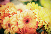 All The Daisies Photograph by Ana V Ramirez