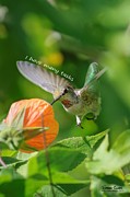 Allen's Hummingbird says I have many tasks Photograph by Sherry Clark