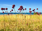 Alliums and the York River Photograph by Rachel Morrison