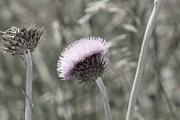 Almost Black And White Pale Purple Thistle Flower Photograph Photograph by Colleen Cornelius