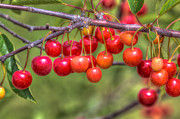Almost Ripe Photograph by Paul Schultz