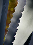 Aloe Abstract Photograph by Richard Reeve