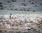 Alone Photograph by Carla E