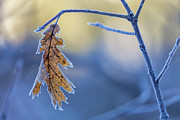 Alone In The Cold Photograph by Jonathan Nguyen