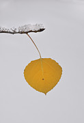 Alone In The Snow Photograph by Ron Cline