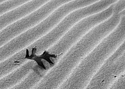 Alone Photograph by Kathi Mirto