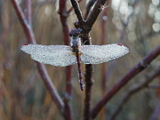Along Came a Spider Photograph by Peggy King
