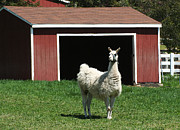 Alpaca and Red Shed Photograph by William Selander
