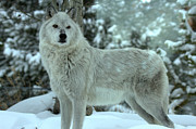 Alpha Girl In The Winter Photograph by Adam Jewell Alpha Girl In The Winter Photograph by Adam Jewell