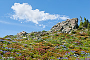 Alpine Rock Garden Photograph by Jeff Goulden Alpine Rock Garden Photograph by Jeff Goulden