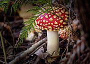 Amanita Muscaria Photograph by Randy Hall