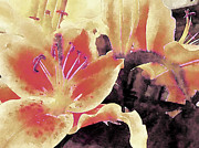 Amaryllis Amore Photograph by Susan Maxwell Schmidt