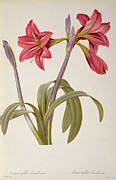 Amaryllis Brasiliensis Drawing by Pierre Redoute Amaryllis Brasiliensis Drawing by Pierre Redoute