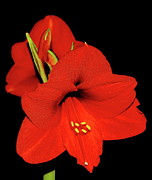 Amaryllis Display Photograph by Allen Nice-Webb Amaryllis Display Photograph by Allen Nice-Webb
