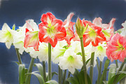 Amaryllis gathering at Night Photograph by Marilyn Cornwell