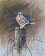 American Kestrel Painting by Alan M Hunt