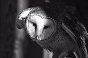 American Barn Owl Monochrome Photograph by Flees Photos American Barn Owl Monochrome Photograph by Flees Photos