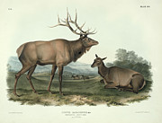 American Elk Painting by John James Audubon American Elk Painting by John James Audubon