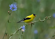 American Goldfinch Photograph by Holden The Moment American Goldfinch Photograph by Holden The Moment