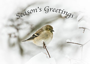 American Goldfinch - Season's Greetings  Photograph by Holden The Moment