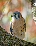 American Kestral Photograph by Karen Smale