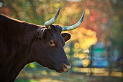American Milking Devon Photograph by Rachel Morrison